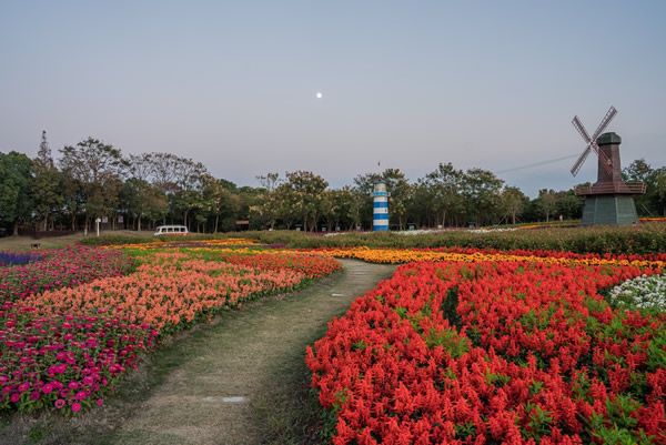 上海赏花好去处周浦花海40万株的郁金香已盛开