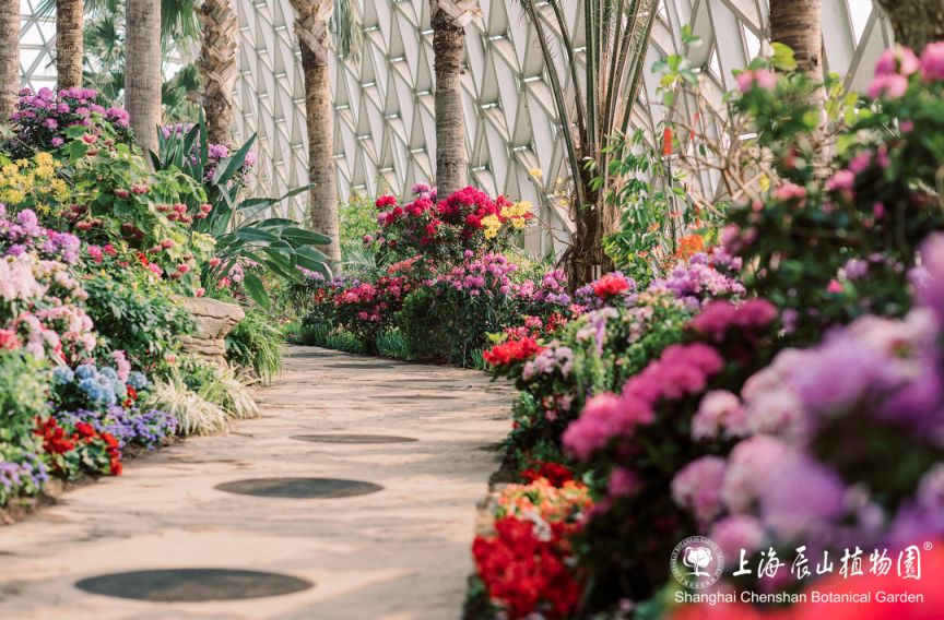 2026上海辰山植物园迎春花展攻略