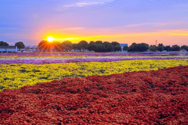 上海55条乡村春游线路推荐一览(踏春正当时)