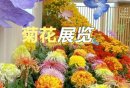 2024北京世界花卉大观园菊花展活动亮点