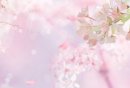 2025青白江樱花赏花季超全攻略（活动安