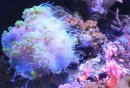 成都浩海立方海洋馆有什么特色？