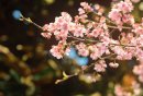2025重庆南山植物园门票多少钱？