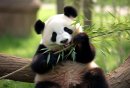 2025永川乐和乐都动物主题乐园看大熊猫