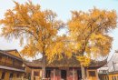 宁乡密印寺银杏观赏攻略（时间+地址+门