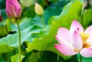2025苏州夏日赏花攻略