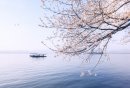 绍兴瓜渚湖赏樱花攻略（地址+门票+公交