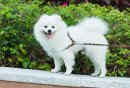 唐山养犬有关须知