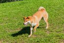 唐山文明养犬各县（市）区公安局咨询与