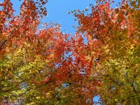 2025年石家庄市城区赏秋指南（时间+地点