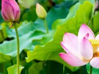 2025苏州赏花预告（7-10月）