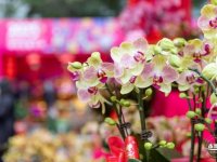 2026深圳春节活动大全(持续更新)