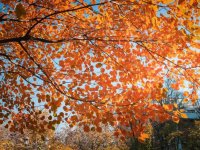 天津各区赏红叶时间来啦！附赏红叶好去