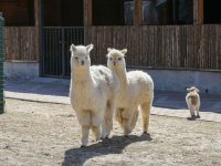 漳州双鱼岛森丘牧场日常门票价格是多少