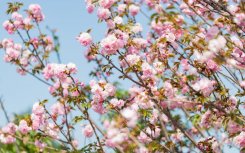 2026深圳春节赏花好去处汇总（时间+地点）