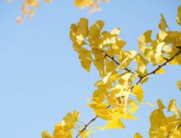 2025成都银杏观赏点位推荐