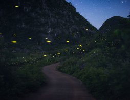 四川萤火虫观赏指南（观赏时间+观赏地）