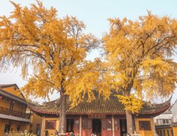 宁乡密印寺银杏观赏攻略（时间+地址+门票）