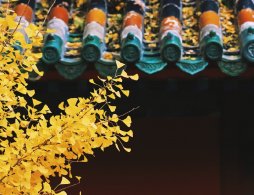 洗心禅寺银杏观赏攻略（时间+门票+地址）