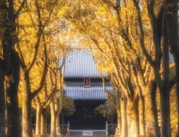 阜阳竹音寺参观攻略（开放时间＋交通指南）