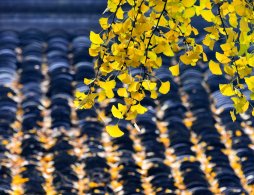 阜阳三角洲公园赏银杏攻略（附交通指南）