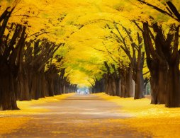 阜阳青颍公园赏银杏指南（交通路线＋开放时间）