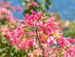 广州赏花攻略全年赏花时间及地点一览