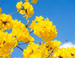 广州海傍水乡黄花风铃木攻略（花期+地址+交通）