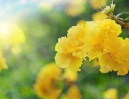 广州光孝寺赏黄花风铃木攻略（花期+门票+地址）