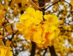 广州3月看花的地方有哪些（风铃木+宫粉紫荆+木棉花）