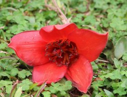 广州4月赏花的地方有哪些（黄花风铃木+杜鹃花+炮仗花）