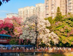 华南师范大学异木棉赏花攻略