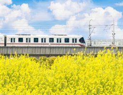 2026广州油菜花观赏地点汇总（地址+交通）