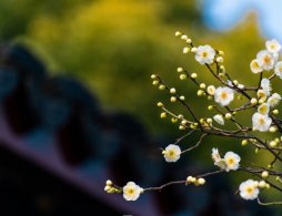 南京哪里可以赏梅？十大赏梅胜地全攻略