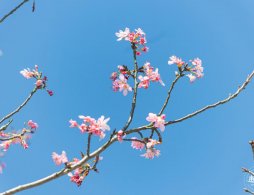 2026年石家庄城区水系赏花地图