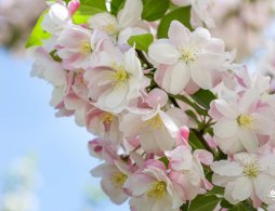 2026年3月石家庄赏花好去处