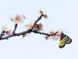 2026年石家庄城区道路沿线赏花地图