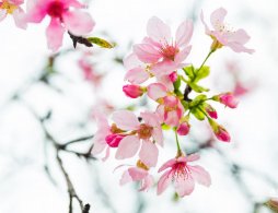 2026年石家庄各大公园广场春季赏花地图