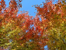 2025年石家庄市城区赏秋指南（时间+地点）