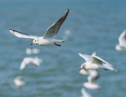 2026厦漳轮渡首班和末班发船时间？（附时刻表）