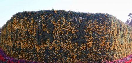 2025上海大學(xué)菊花展攻略(時(shí)間+地點(diǎn)+看點(diǎn)）