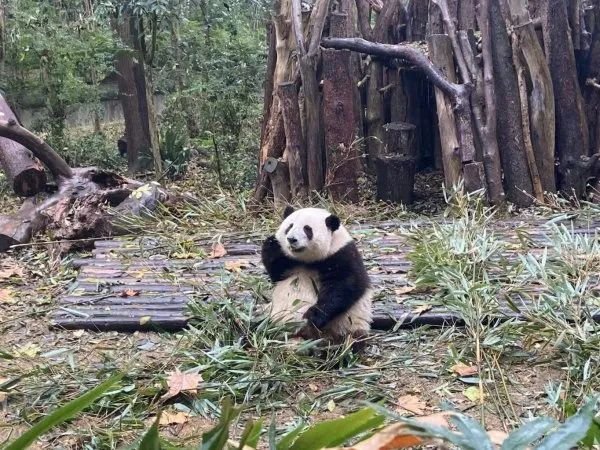 【资讯20251213】成都元旦旅游攻略路线