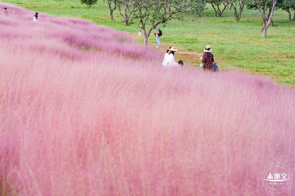 深圳石岩陌上花公园粉黛草现在还有吗-旅游_深圳本地宝