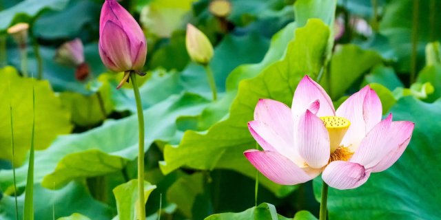 2025昆明六月赏花地点