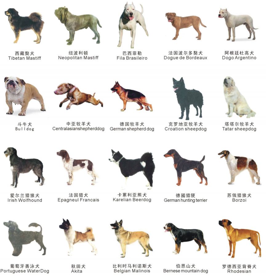 中国烈性犬名单图片