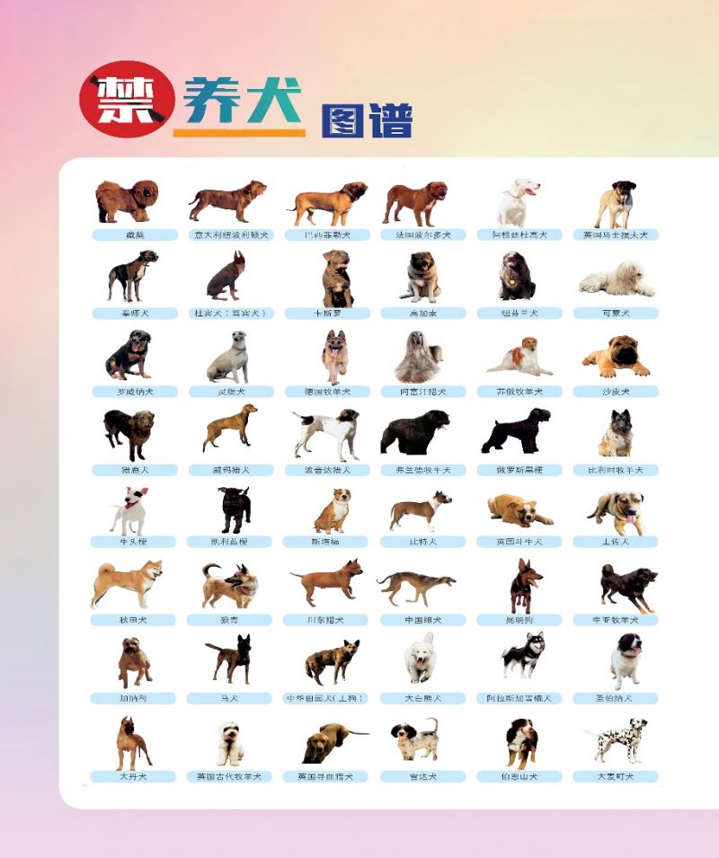 大白熊犬,阿拉斯加雪橇犬,圣伯纳犬,大丹犬,英国古代牧羊犬,英国寻血