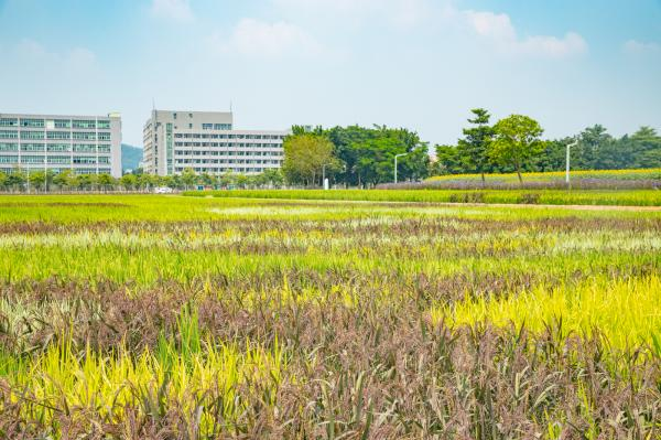 深圳欢乐田园稻田景观什么时候有(观赏时间)