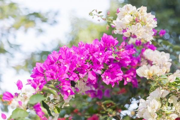 深圳莲花山簕杜鹃花展时间2025- 深圳本地宝