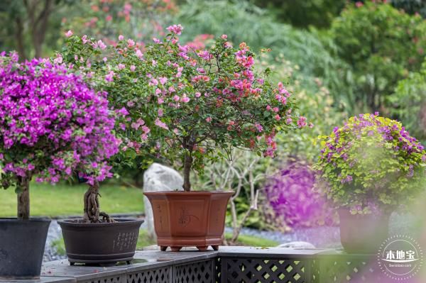 蓮花 深圳莲花山公园簕杜鹃什么时候开花- 深圳本地宝
