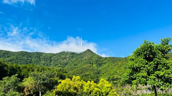 2024深圳梧桐山音乐会门票价格